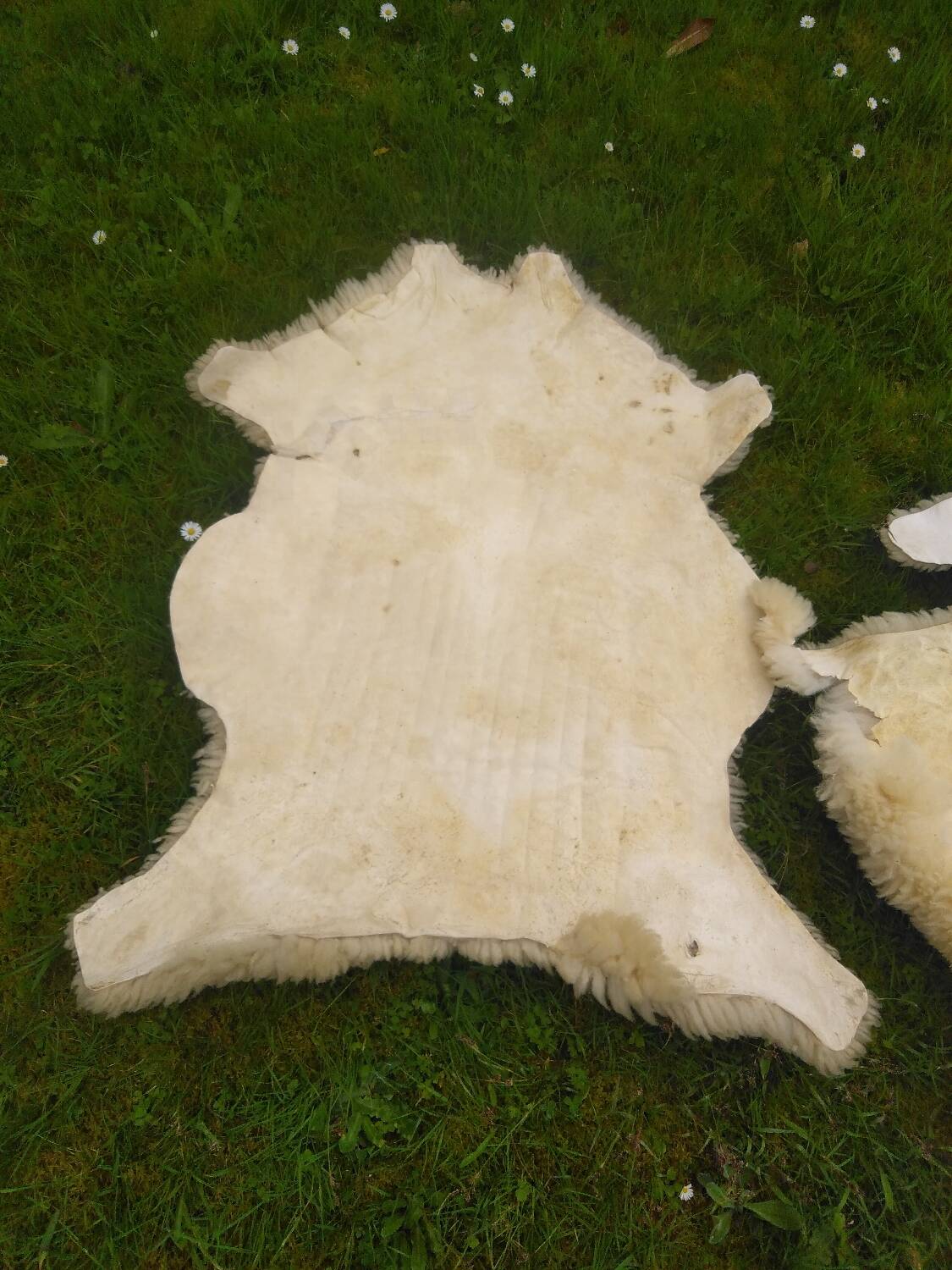 Two vintage sheepskins.