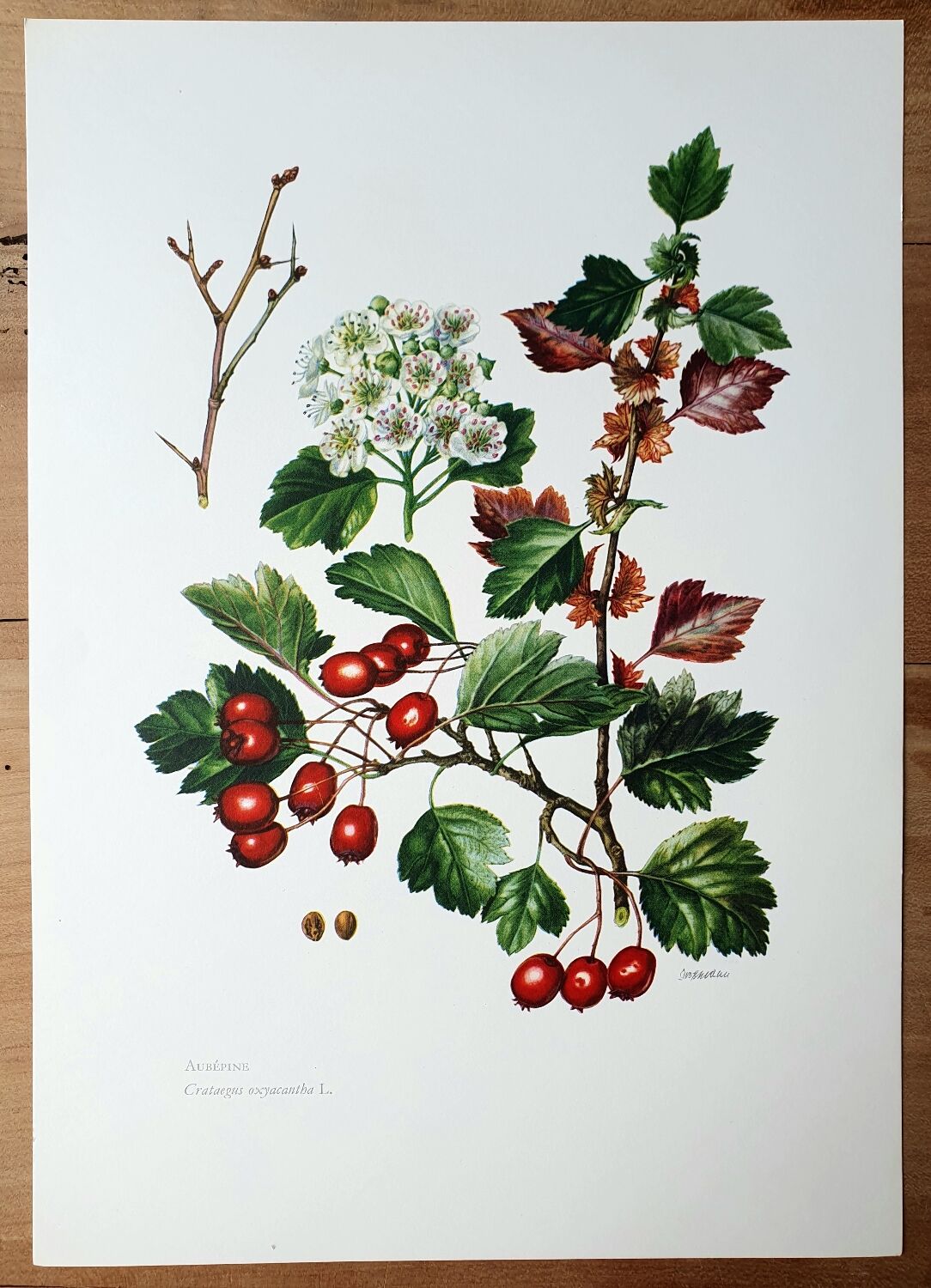 Hawthorn botanical board