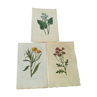 Lot of 3 botanical boards