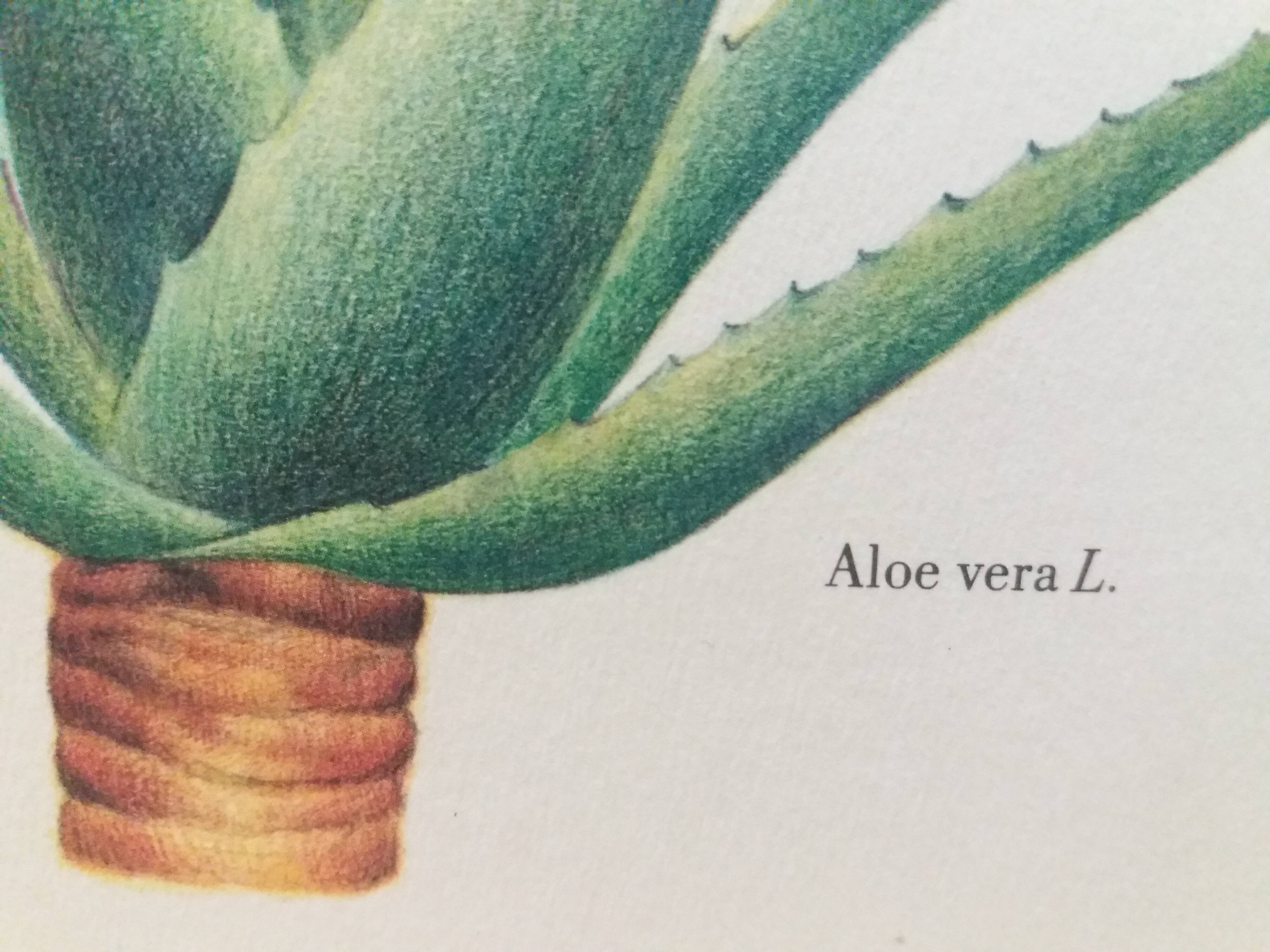 Botanical plank Aloès