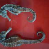Set of 2 seahorses stuffed
