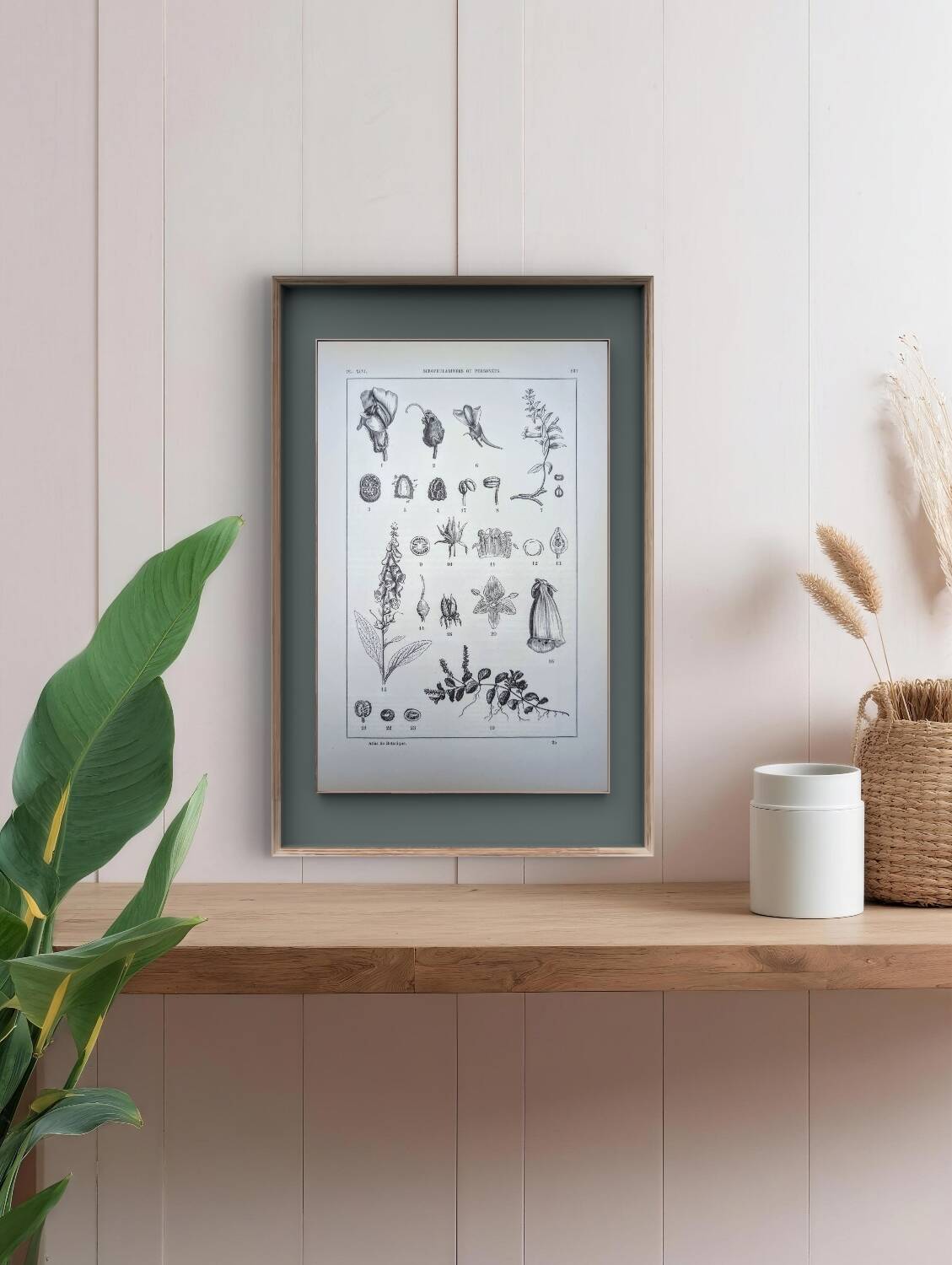 Imprimée en 1889, les scrophularinées. Planche botanique ancienne.