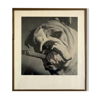 Smoking Bulldog, circa 1950. Black and white photograph