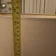 Vintage ram's horn living room lamp