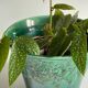 Cache-POT Barbotine GIEN Vintage