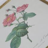 Great Redouté Lithograph