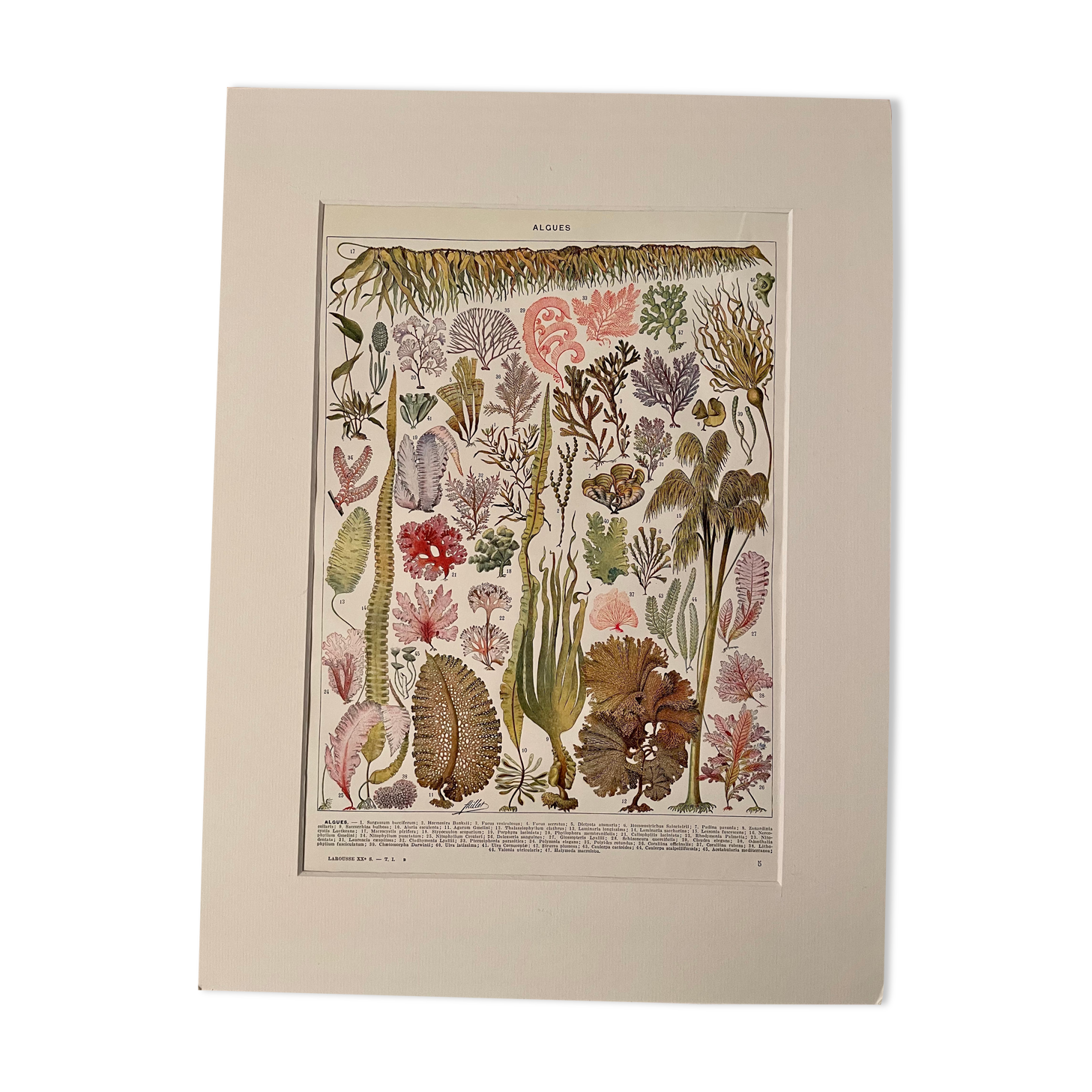 Lithograph on algae - 1930