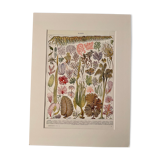 Lithograph on algae - 1930