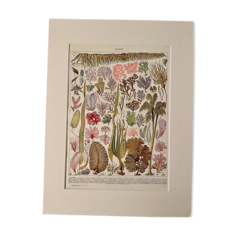 Lithographie sur les algues - 1930