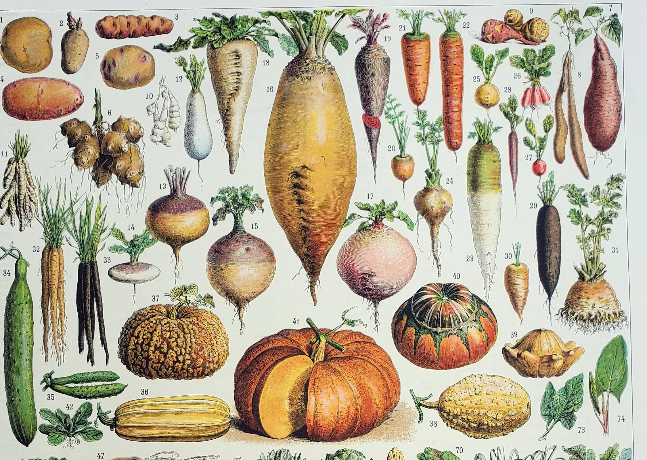 Old engraving 1928, Vegetables and vegetable plants, vegetable garden • Lithograph, Original plate