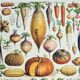 Old engraving 1928, Vegetables and vegetable plants, vegetable garden • Lithograph, Original plate