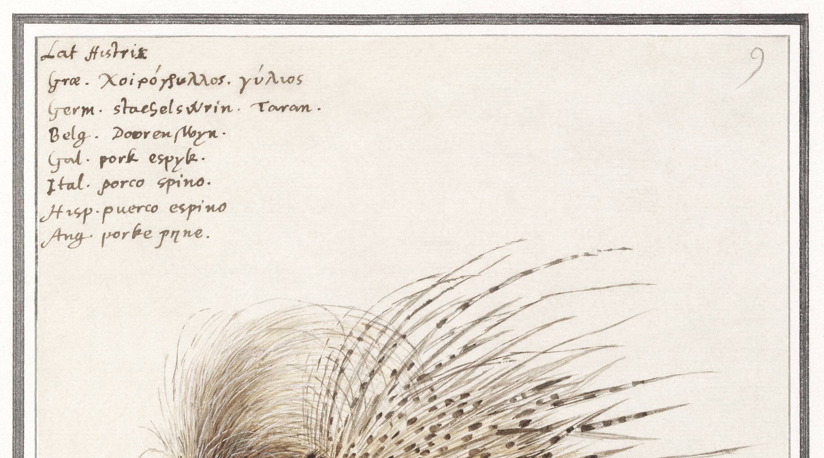 Small poster on the African porcupine, after an old engraving by