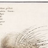 Small poster on the African porcupine, after an old engraving by