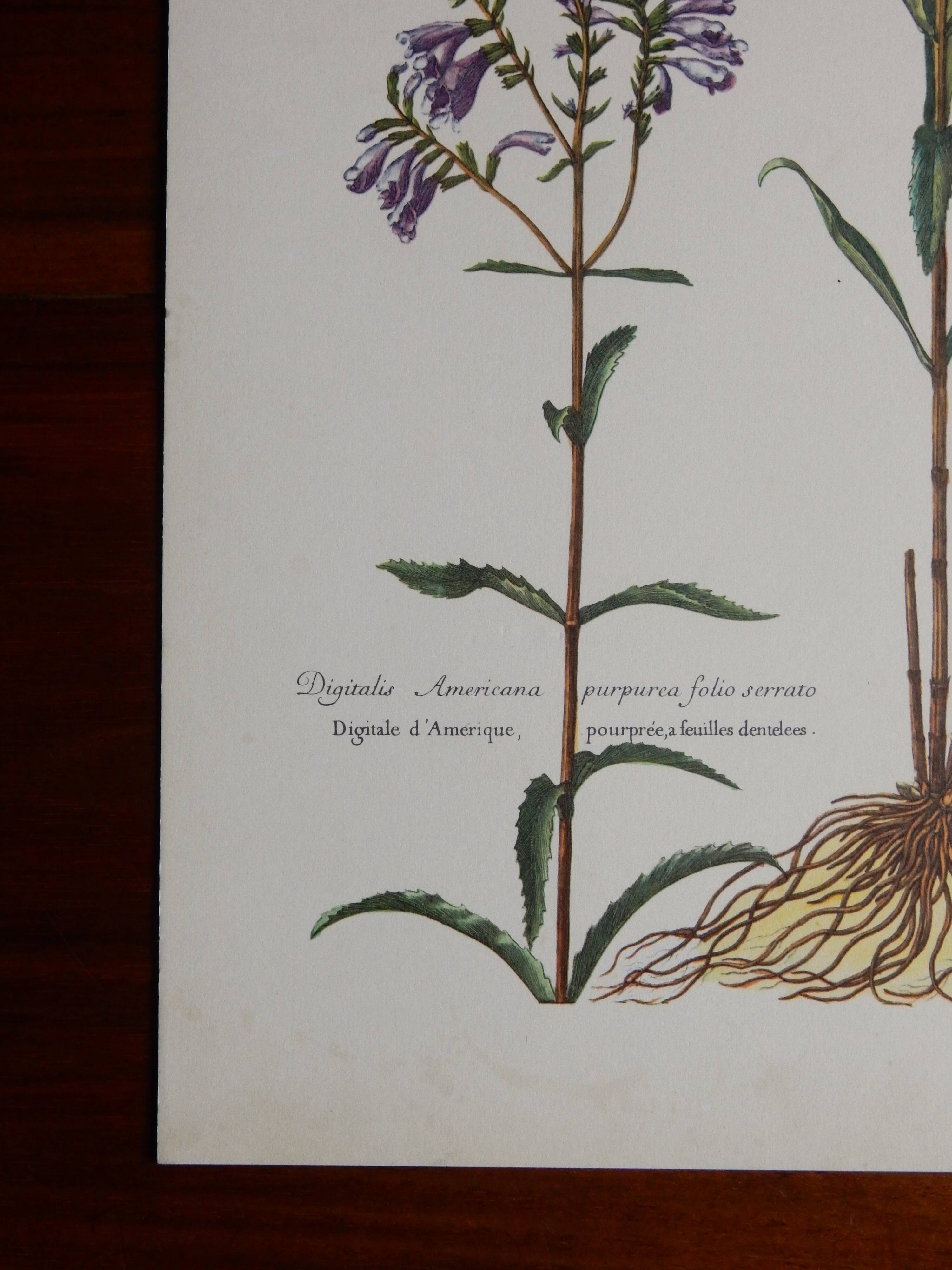 planche botanique Digitale d'Amérique vintage années 60
