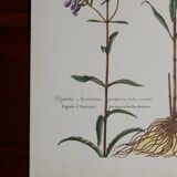 planche botanique Digitale d'Amérique vintage années 60