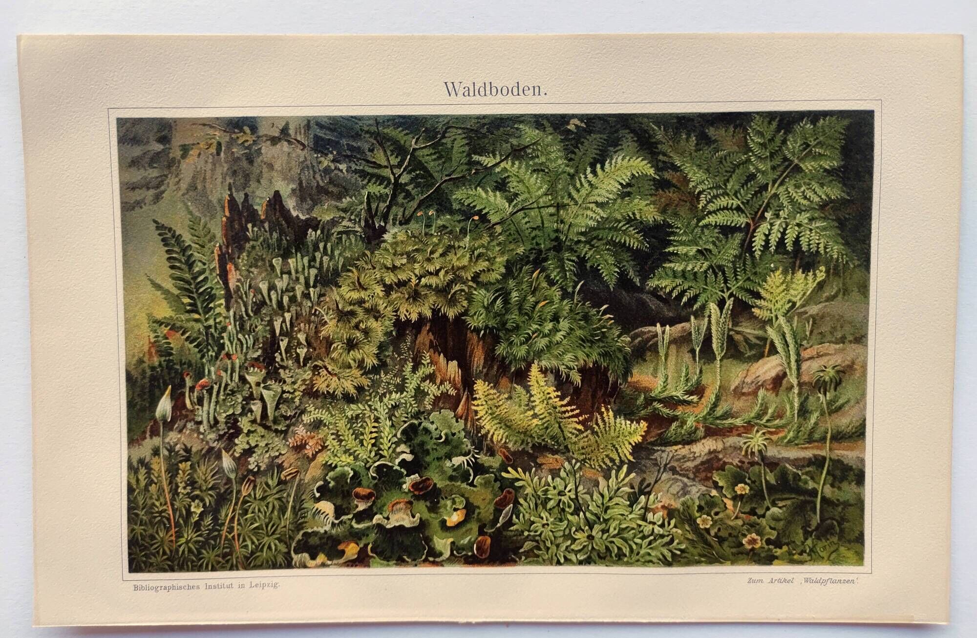 Small Engraving from 1909 - The forest and its soil - Old German plate - Chromolithograph
