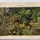 Small Engraving from 1909 - The forest and its soil - Old German plate - Chromolithograph