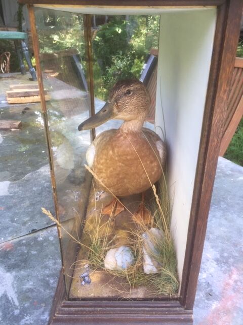 Taxidermy duck. Victorian showcase