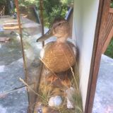 Taxidermy duck. Victorian showcase