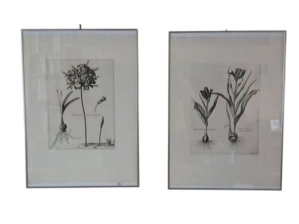 Paire lithographie botanique