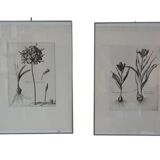 Pair of botanical lithographs