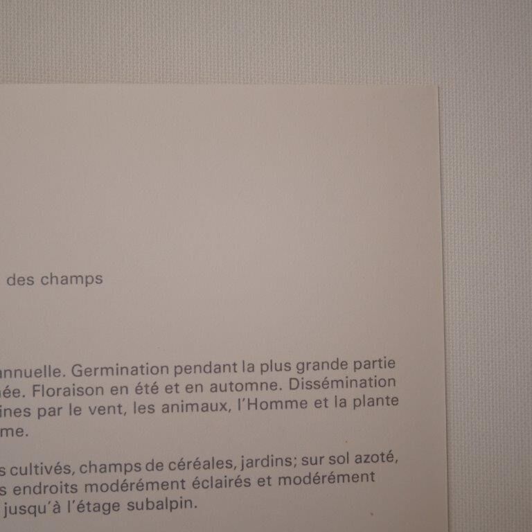 Botanical board Mouron des champs