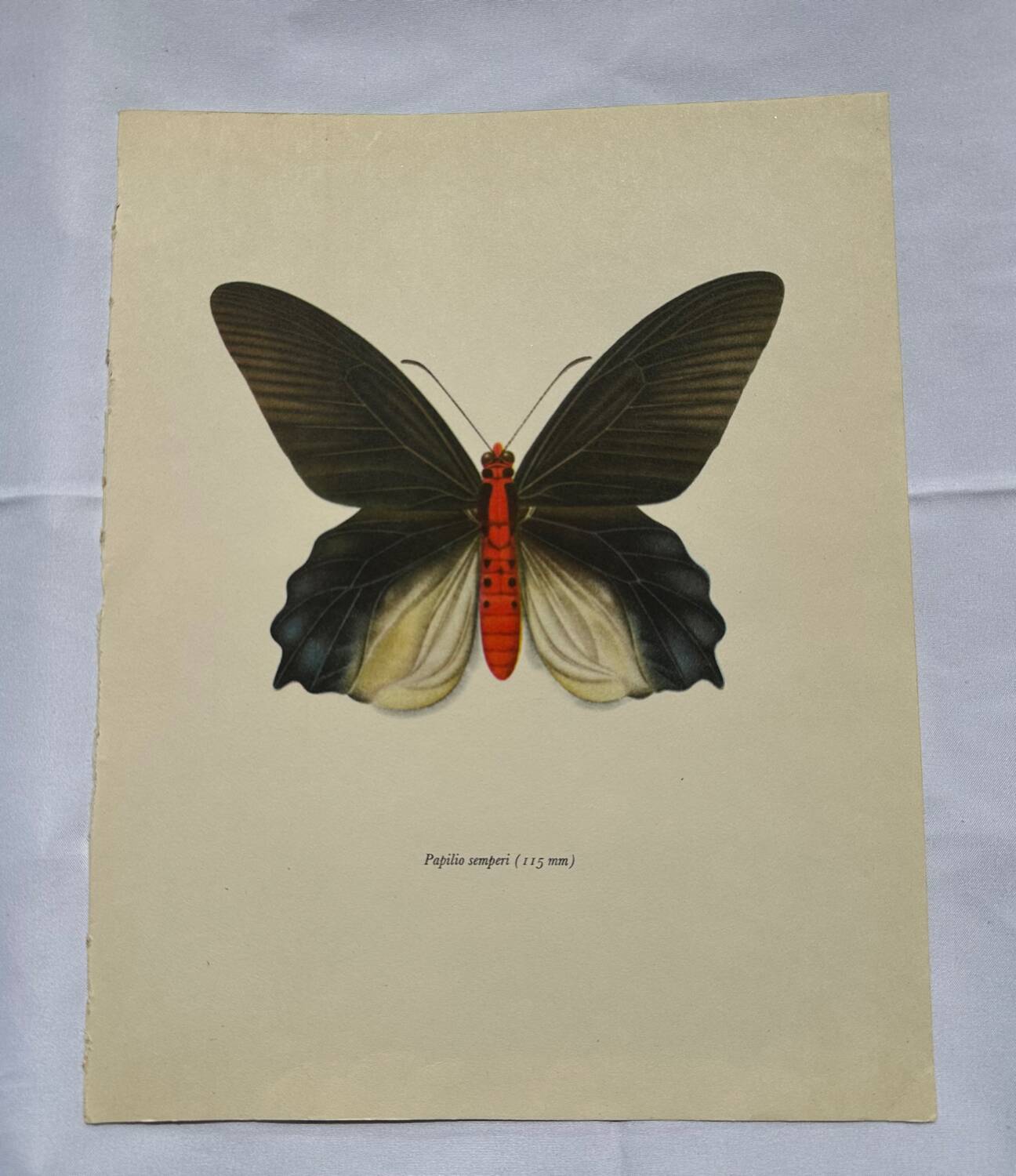 Antique butterfly engraving vintage botanical plate naturalist etching