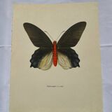Antique butterfly engraving vintage botanical plate naturalist etching