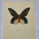 Old butterfly engraving vintage botanical plate etching naturalist