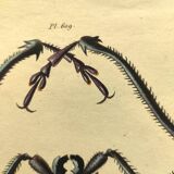 Antique plate from 1839 - Priones Insects 4 - Hand-colored engraving