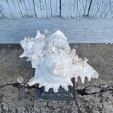 Coquillage sur socle en métal