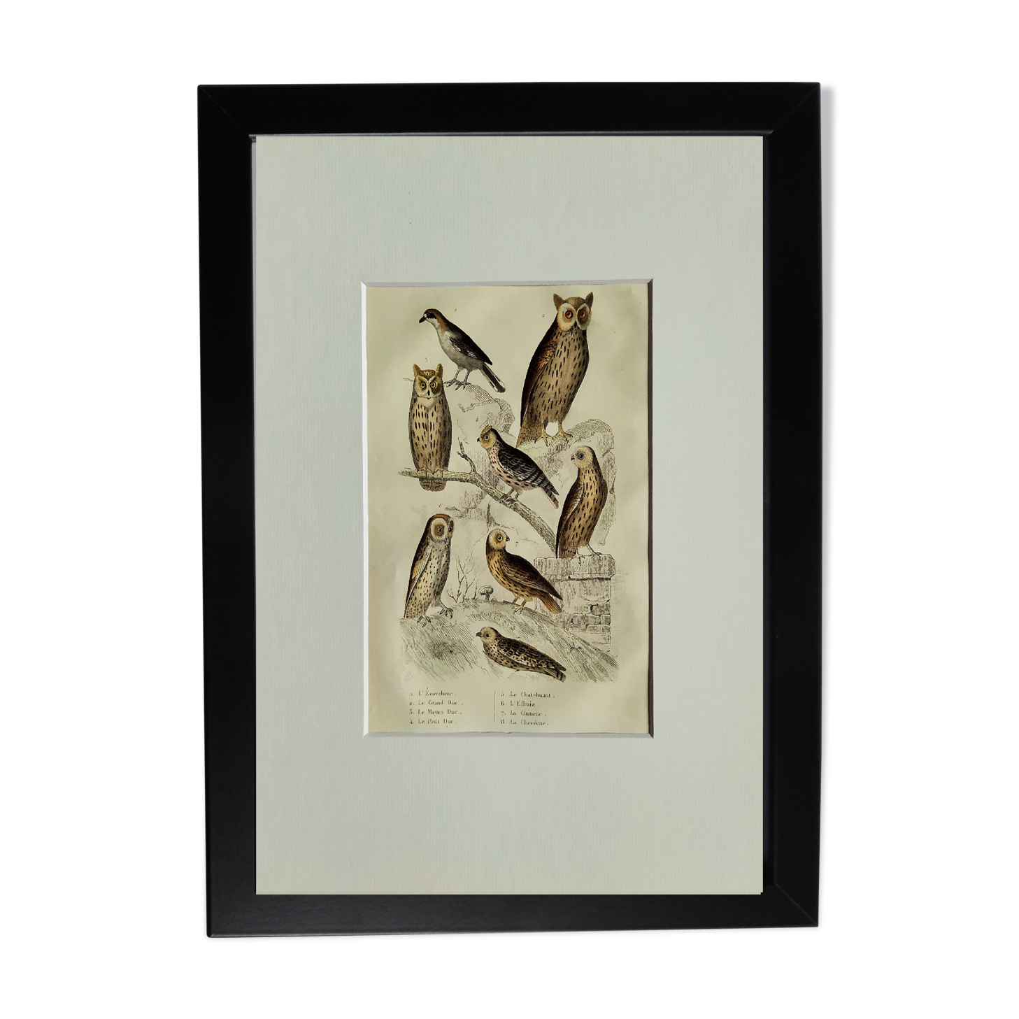 Original Ornithological plate " Ecorcheur - Grand Duke - &c... " Buffon (1836)