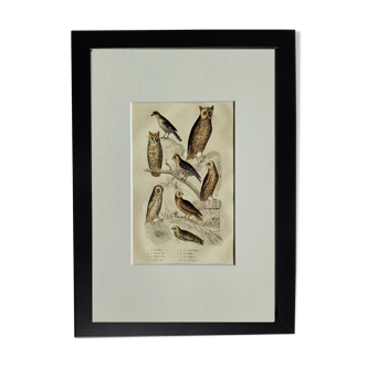 Original Ornithological plate " Ecorcheur - Grand Duke - &c... " Buffon (1836)