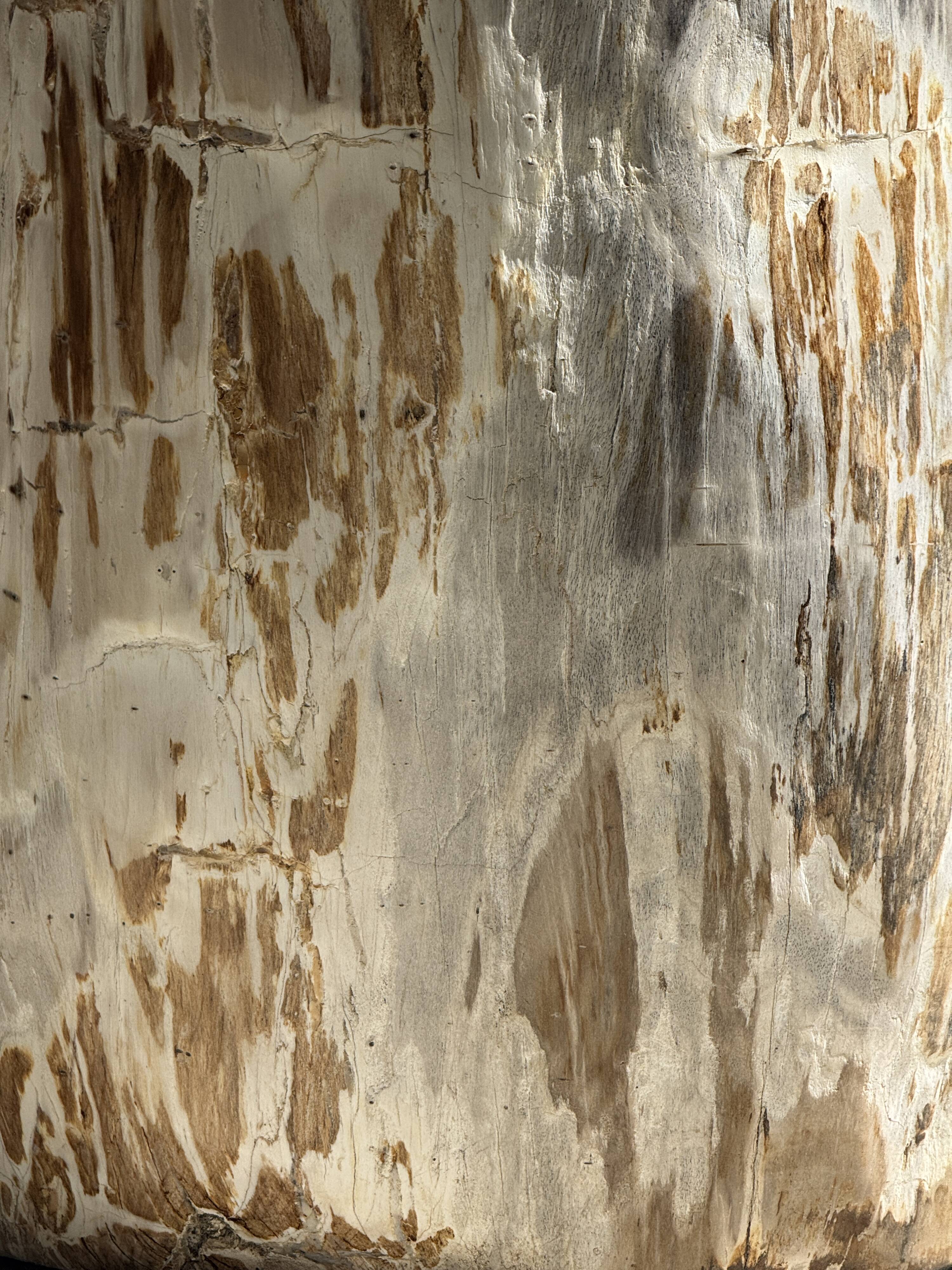 Very large white and grey petrified wood side table H45 D39 - 334