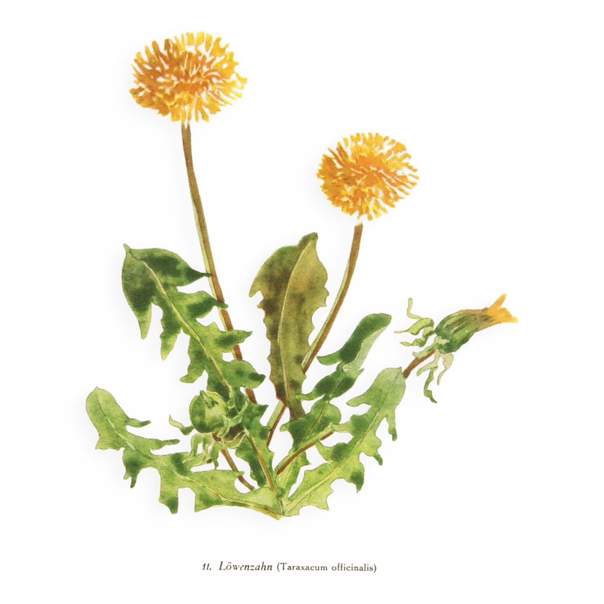 Old illustration 1948 - Dandelion by H. Strache - Botanical plate
