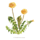 Old illustration 1948 - Dandelion by H. Strache - Botanical plate