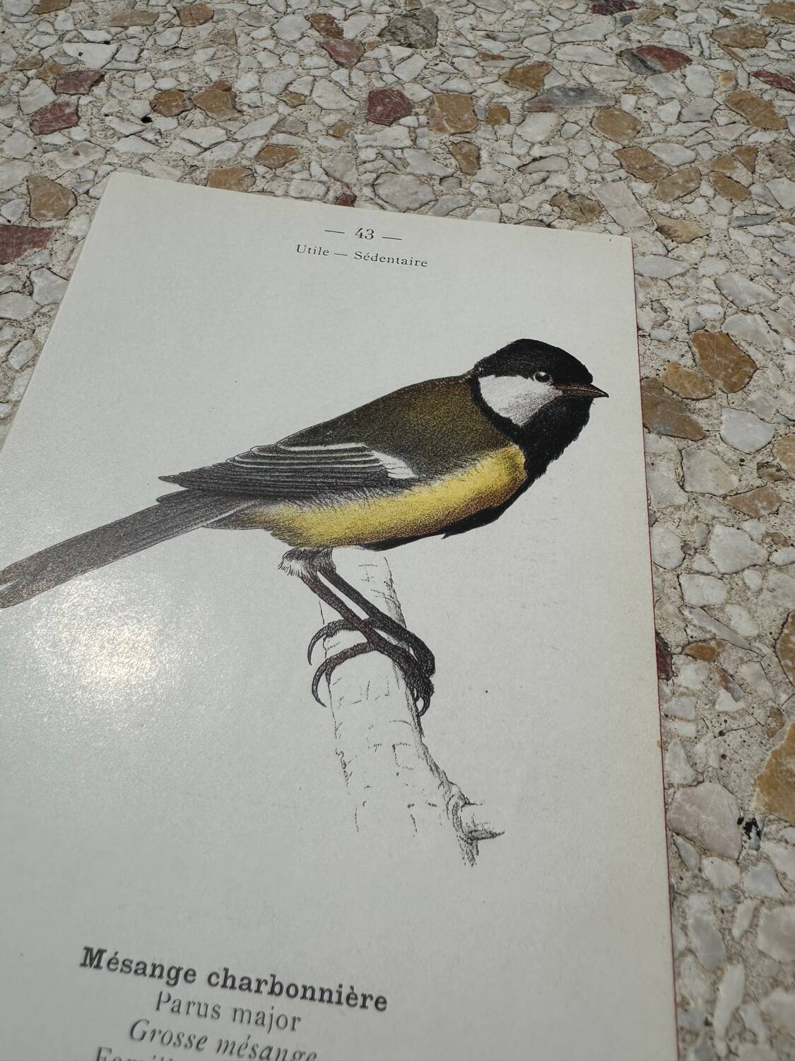 Botanical engraving naturalist plate bird 1903