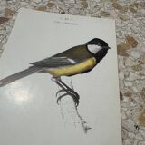 Botanical engraving naturalist plate bird 1903