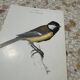 Gravure botanique planche naturaliste oiseau 1903