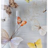 Cadre taxidermie papillons