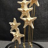Cabinet of Curiosities globe with white starfish protoreaster nodosus