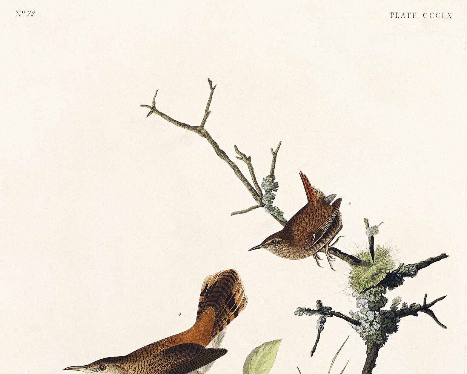 Poster about the wren, based on an old engraving from 1827.