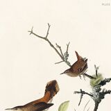 Poster about the wren, based on an old engraving from 1827.