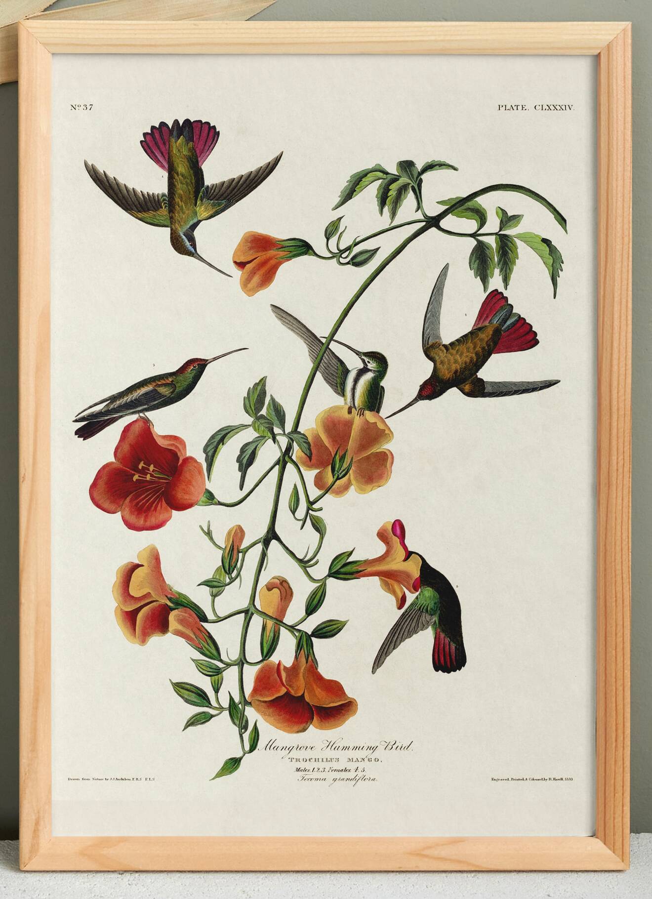 Poster about hummingbirds, based on an old engraving from 1827.