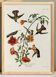 Affiche sur les colibris, d’après une gravure ancienne de 1827.