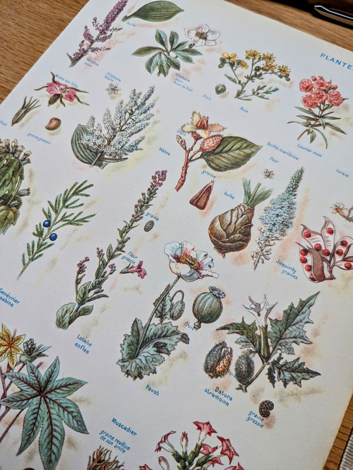 Printed in 1954, Dangerous Plants.