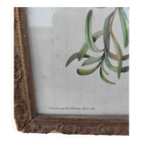 Tableau  J Gould et HC Richter