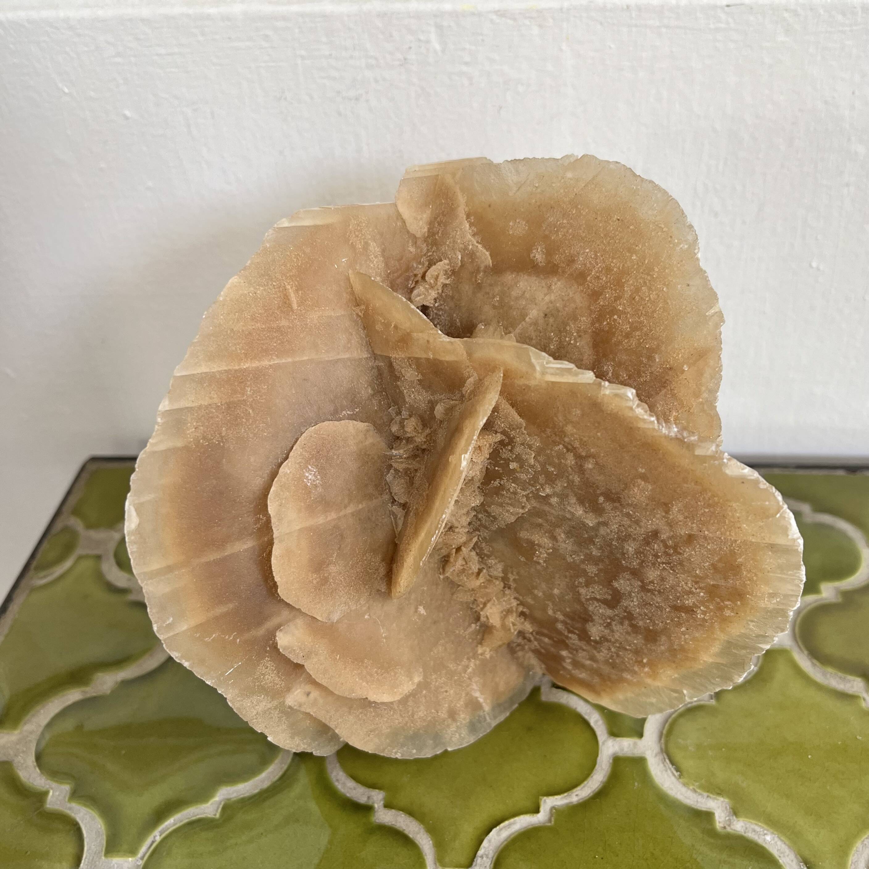 Large size sand rose