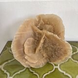 Large size sand rose