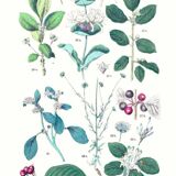 Botanical poster, after an 1881 engraving (buckthorn, spindle, honeysuckle, heliotrope)